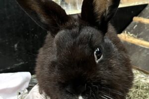 hoppler IMG_5075