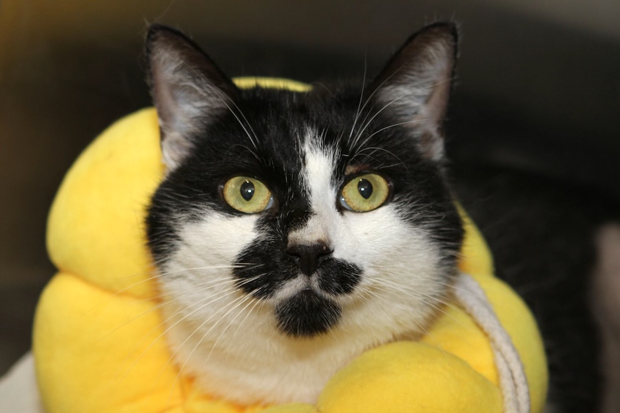 lara 3bein IMG_1184we