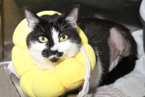 lara 3bein IMG_1187we