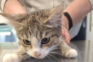 melanie oder marlene 02