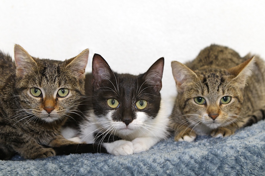 merle mandy marion IMG_2254