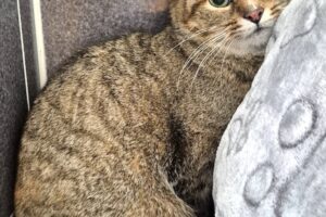nele IMG_0003