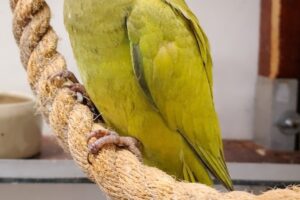 rio sittich Fundtier IMG001 rio sittich Fundtier IMG001