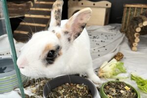 sam IMG_4935 2