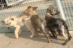 toby dina dodo IMG_2288we