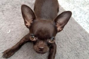 bella IMG_005