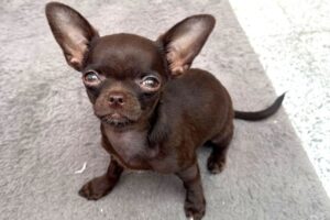 bella IMG_007