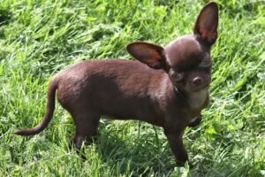bella IMG_3208