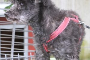 blacky 2 IMG_3835 blacky 2 IMG_3835