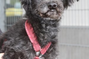 blacky 2 IMG_3843 blacky 2 IMG_3843