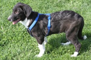 bruno welpe IMG_3217we