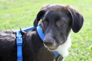 bruno welpe IMG_3222we