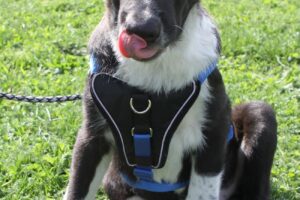 bruno welpe IMG_3228we