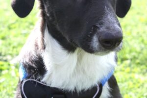 bruno welpe IMG_3229we