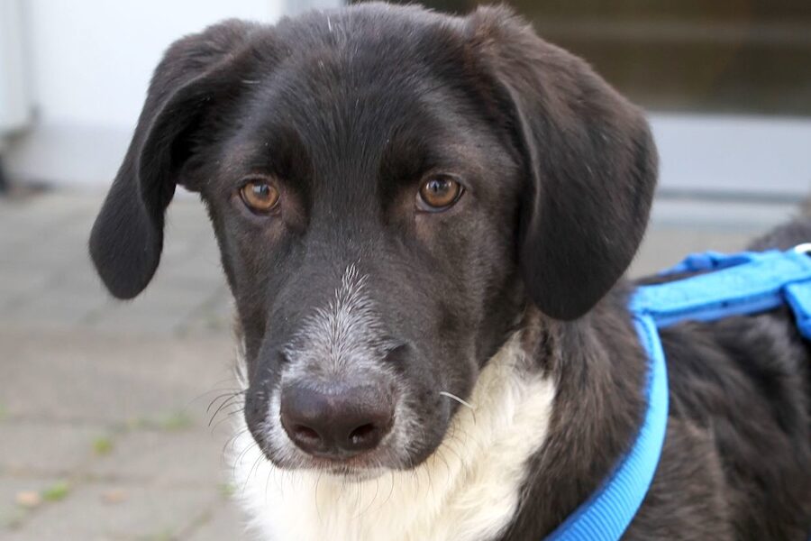 bruno welpe IMG_3231we