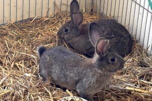 cleo kinder weiblich IMG_01