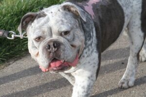 don bulldogge IMG_2661we
