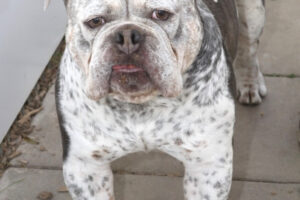 don bulldogge IMG_2671we