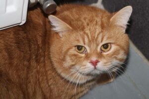 garfield IMG_3501we