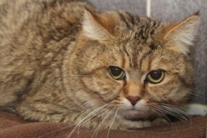 gauner zu garfield IMG_3488we