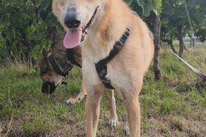 otilia IMG_0012 otilia IMG_0012