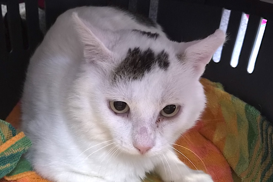 pixel 132828