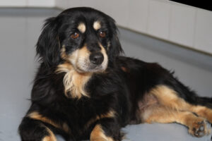 pongo IMG_3754 pongo IMG_3754