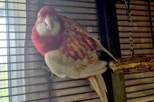 rosella IMG_003