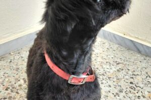 Blacky2 IMG_007 Blacky2 IMG_007