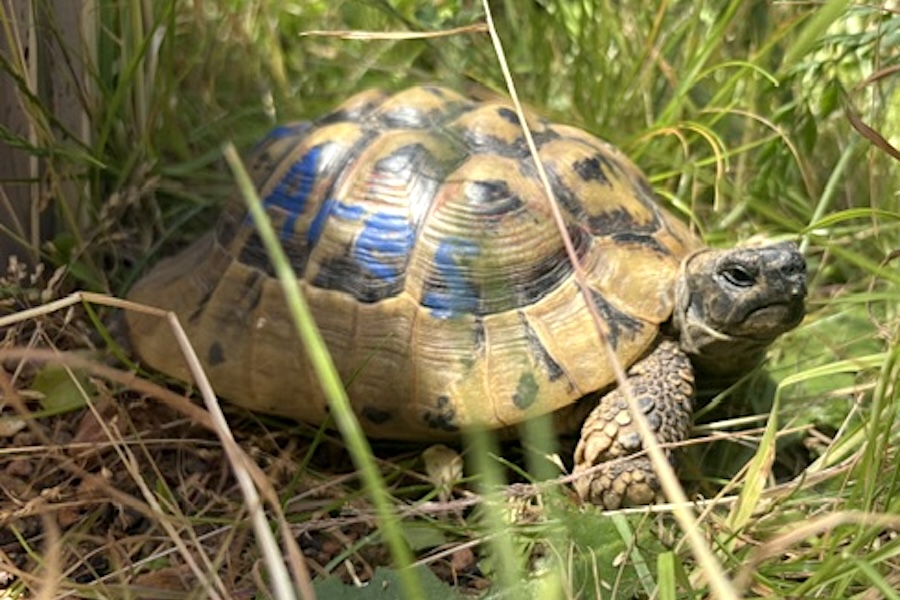ares IMG_3222
