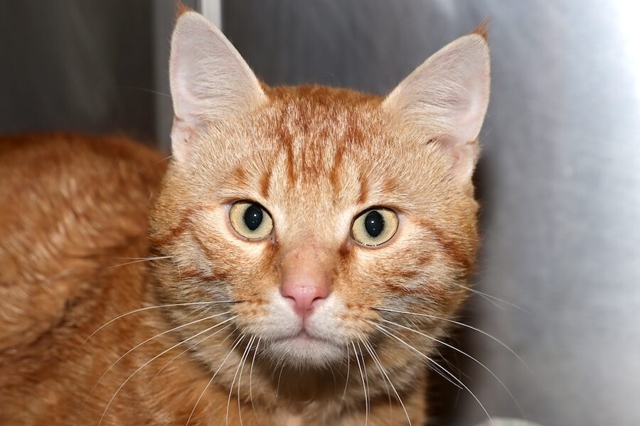 benny IMG_003