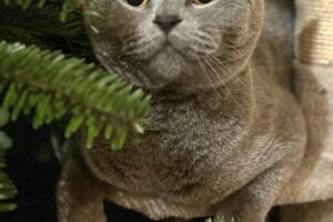 cleo cesar von privat IMG_4466