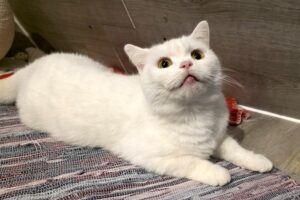 coco IMG_0001