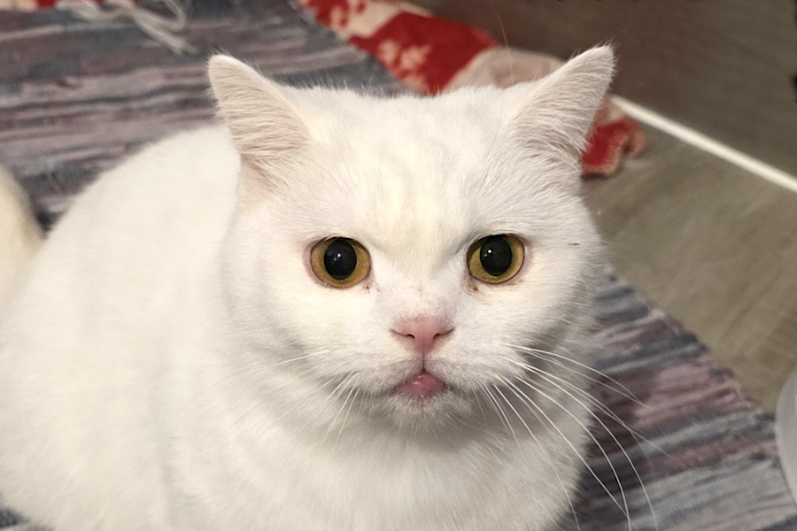 coco IMG_0003
