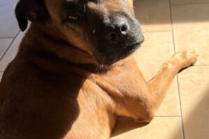 diva IMG_1521 diva IMG_1521