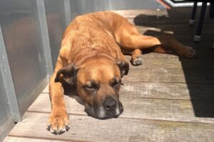 diva IMG_6260 diva IMG_6260