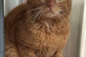 gargamel IMG_002 gargamel IMG_002