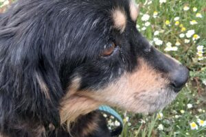 pongo IMG_001 pongo IMG_001