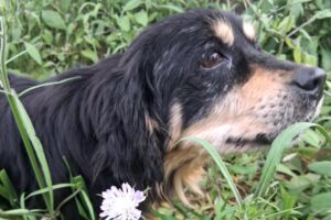 pongo IMG_004 pongo IMG_004