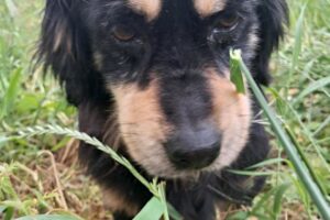 pongo IMG_006 pongo IMG_006