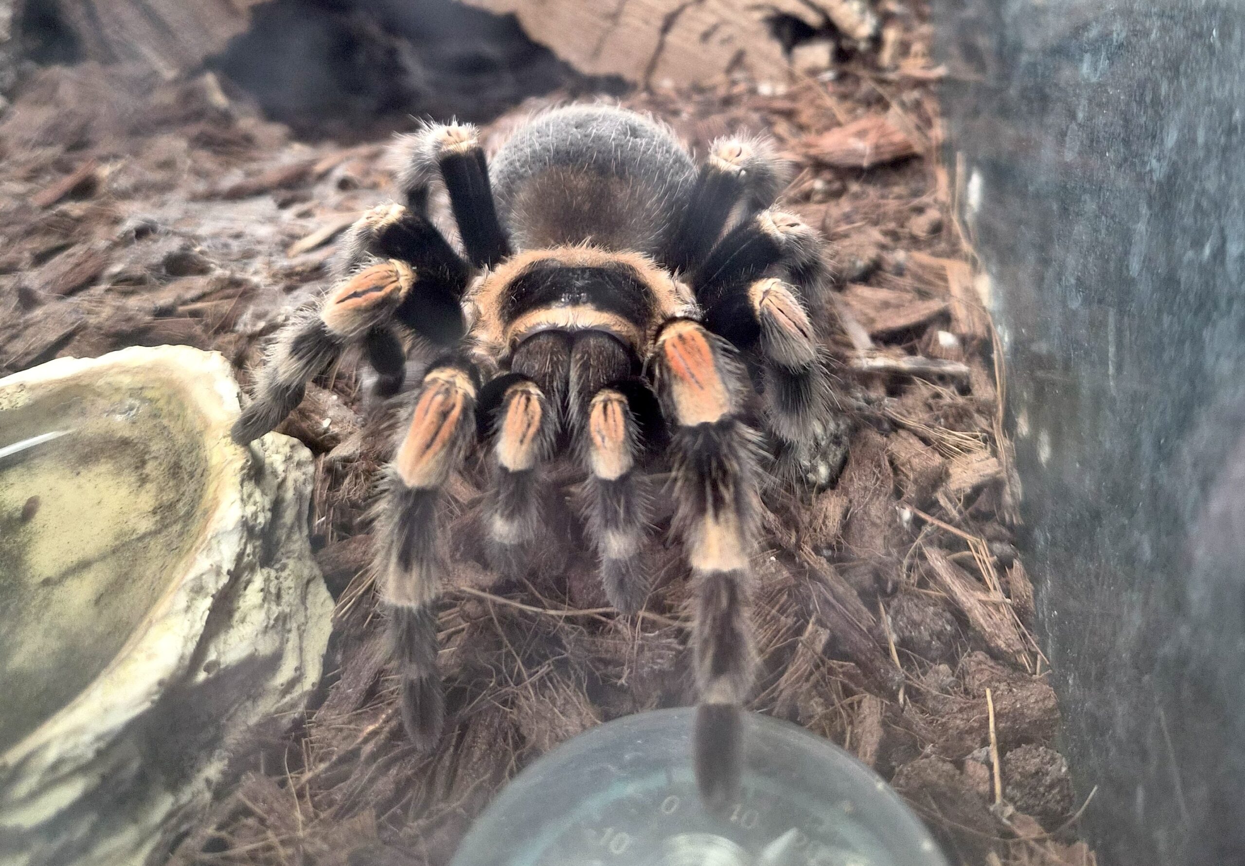 smithi IMG_001