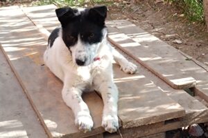 zora IMG_001 zora IMG_001