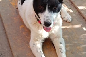 zora IMG_003 zora IMG_003