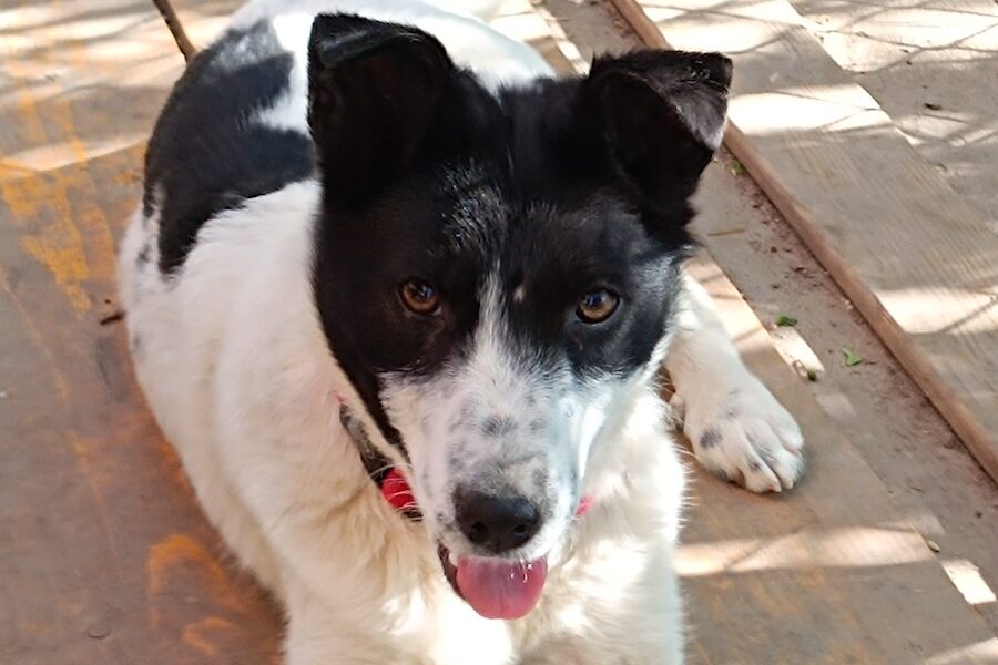 zora IMG_004 zora IMG_004