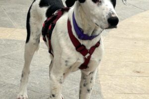 chip IMG_0003