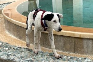 chip IMG_0005