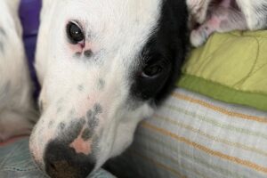 chip IMG_0006