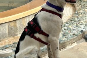 chip IMG_007