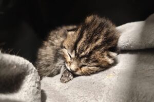 fino thea IMG_0021