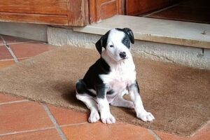 kessi IMG_003